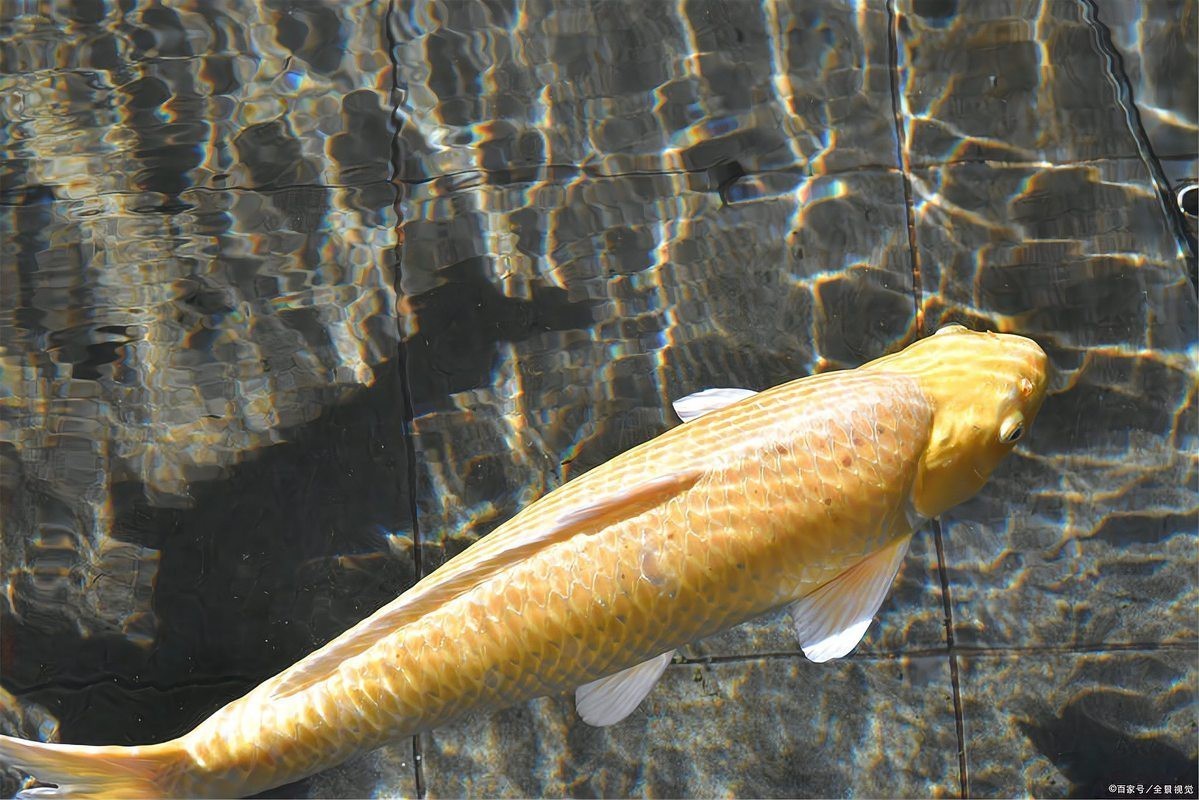 金魚突眼可以自愈嗎【金魚突眼能自愈嗎】