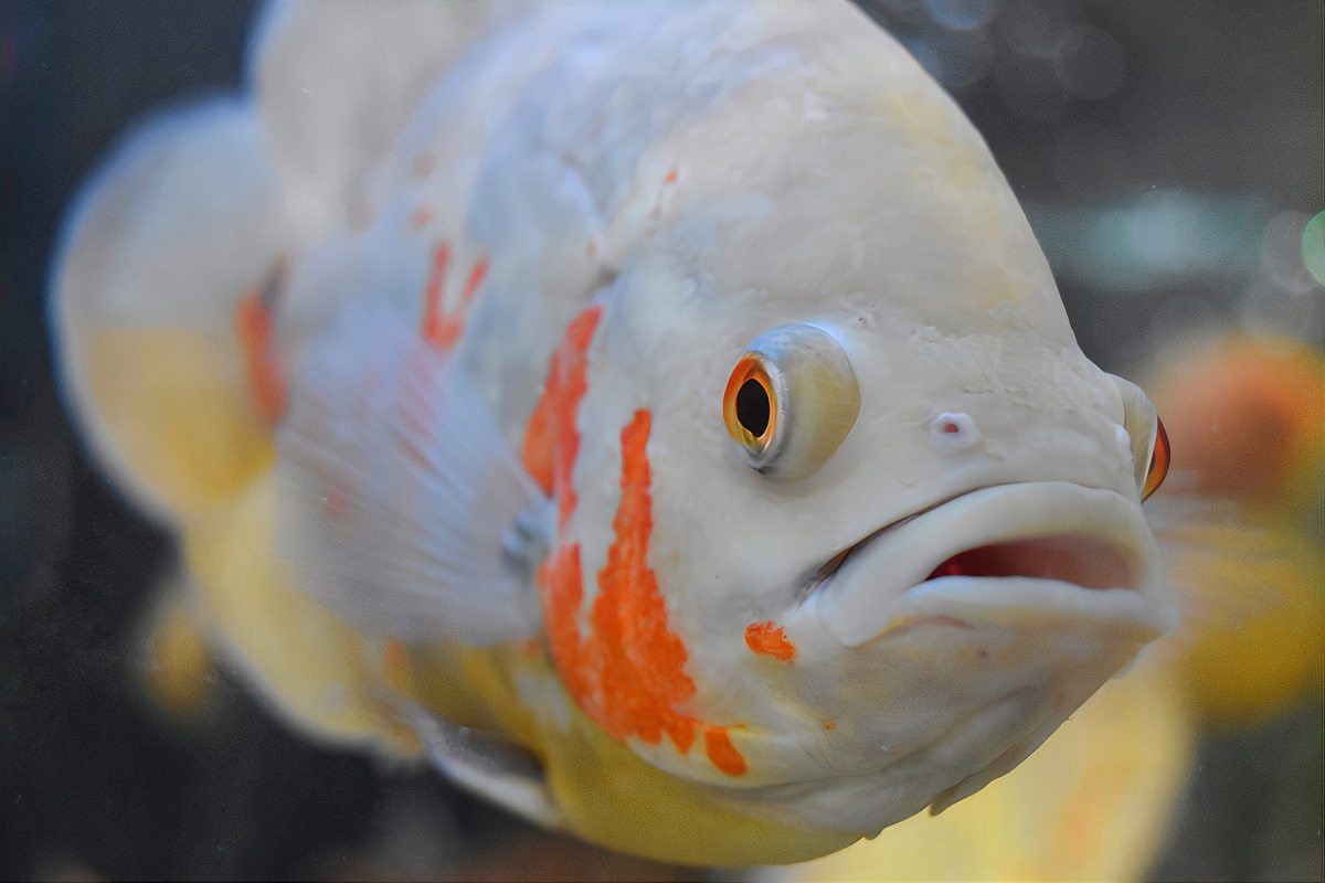 金魚突眼可以自愈嗎【金魚突眼能自愈嗎】
