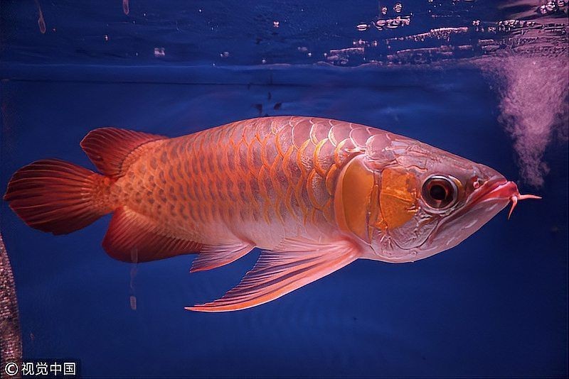龍魚之巔和龍巔魚鄰【《龍魚之巔》與《龍巔魚鄰》】