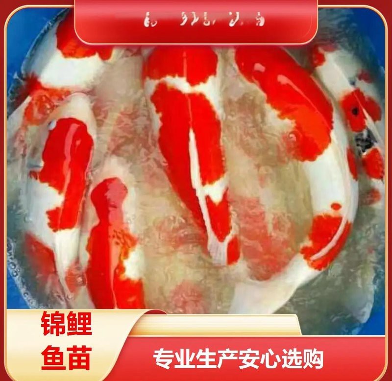石峰水族店【如何聯系石峰水族店】