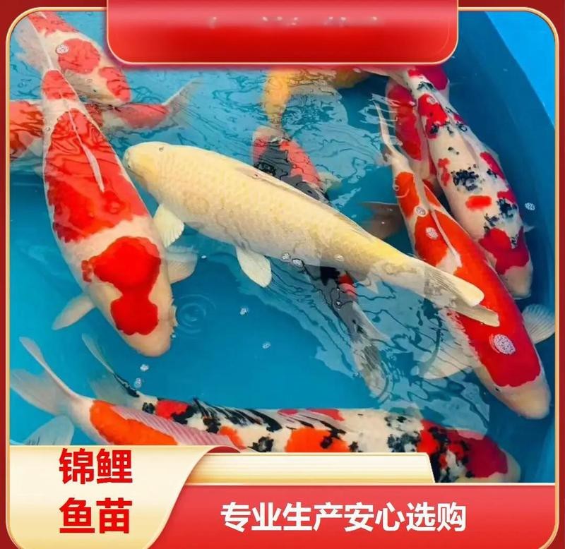 石峰水族店【如何聯系石峰水族店】