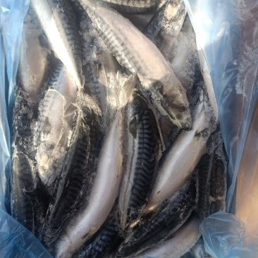 鯖魚市場價多少錢一斤【鯖魚市場價格分析與消費指南】