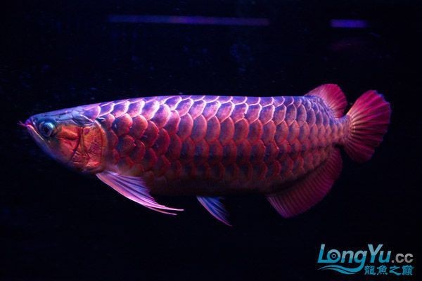 龍魚第一鱗框發色后還會變嗎？【龍魚第一鱗框發色全攻略:紅龍魚發色全攻略】