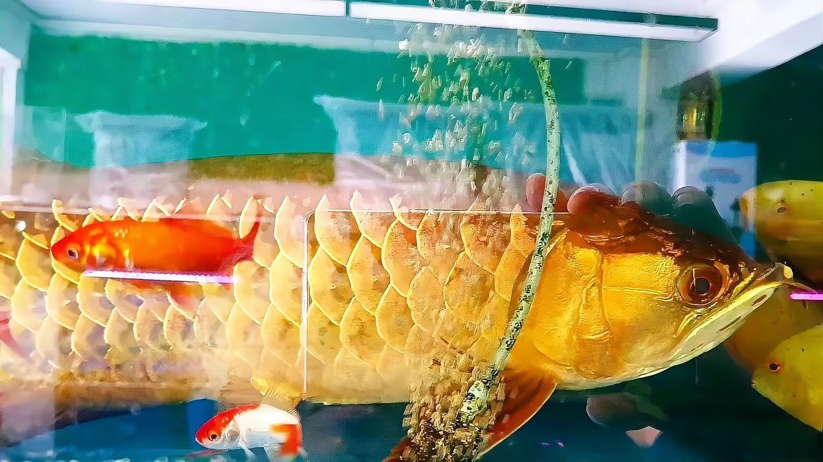 金龍魚最忌三種顏色【《金龍魚最忌三種顏色》】