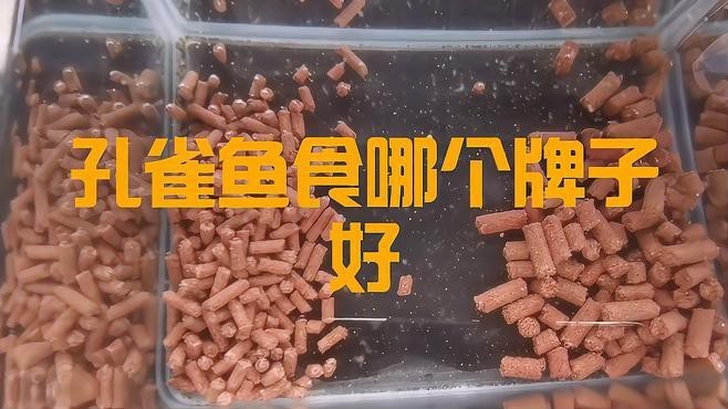 孔雀魚糧最好三個品牌【孔雀魚糧哪個牌子好】
