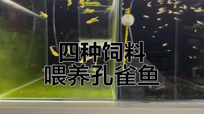 孔雀魚糧最好三個品牌【孔雀魚糧哪個牌子好】