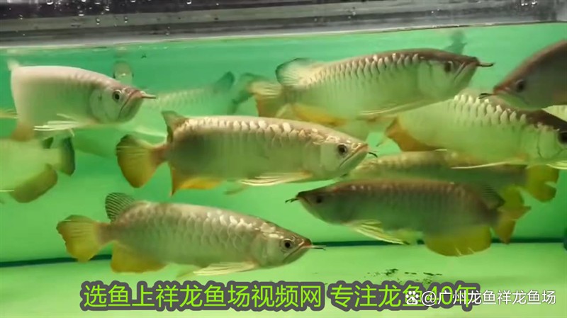 龍魚和虎魚哪個更適合新手？【新手養龍魚和虎魚哪個好？】