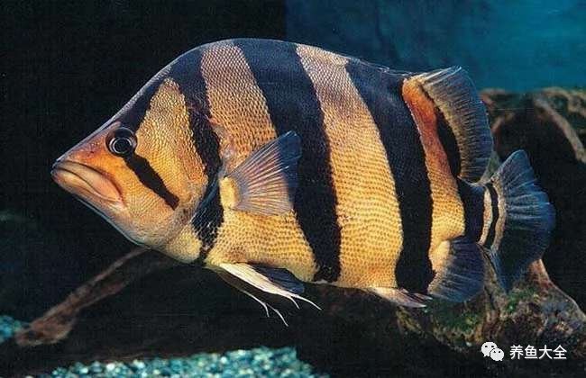 龍魚和虎魚哪個更適合新手？【新手養龍魚和虎魚哪個好？】