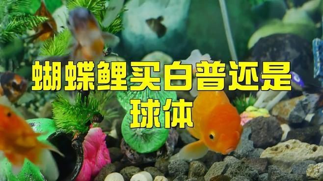蝴蝶鯉買白普還是球體【騰訊視頻官方白普蝴蝶鯉怎么辨認(rèn)蝴蝶鯉好還是白背好】