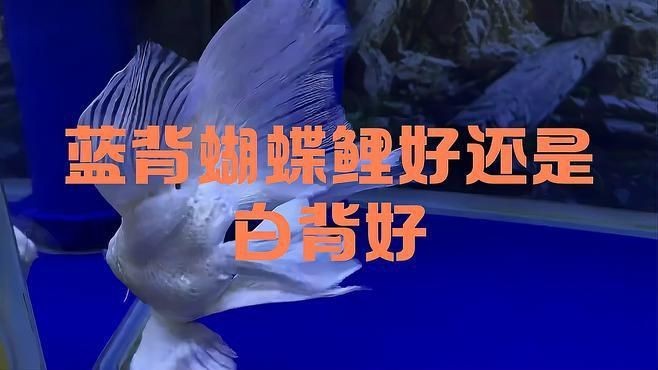 蝴蝶鯉買白普還是球體【騰訊視頻官方白普蝴蝶鯉怎么辨認(rèn)蝴蝶鯉好還是白背好】