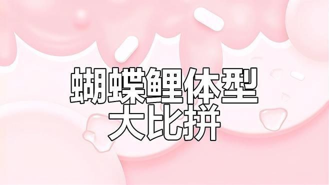 蝴蝶鯉買白普還是球體【騰訊視頻官方白普蝴蝶鯉怎么辨認(rèn)蝴蝶鯉好還是白背好】