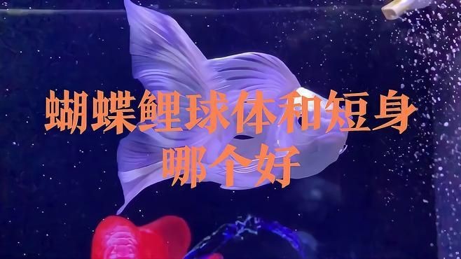 蝴蝶鯉買白普還是球體【騰訊視頻官方白普蝴蝶鯉怎么辨認(rèn)蝴蝶鯉好還是白背好】