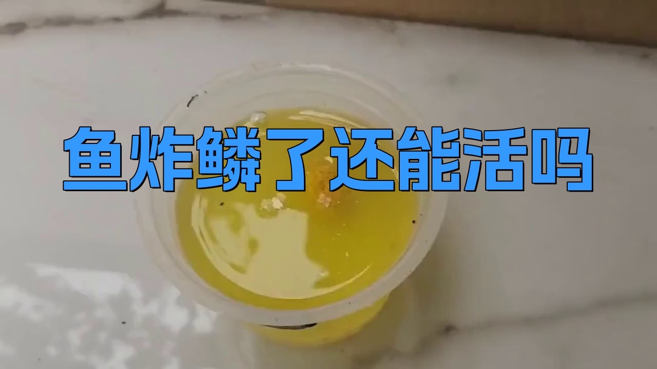 龍魚炸鱗后多久會死？【龍魚炸鱗后的存活時間】