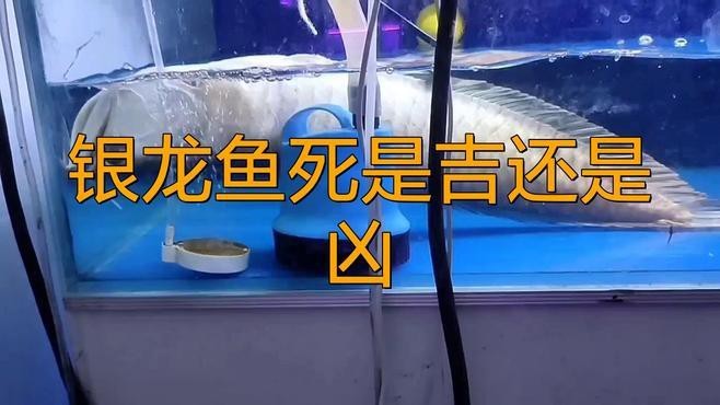 龍魚死亡后多久會有具體財運變化？【風水魚死亡后的正確處理方式及注意事項奶酥愛吃魚】