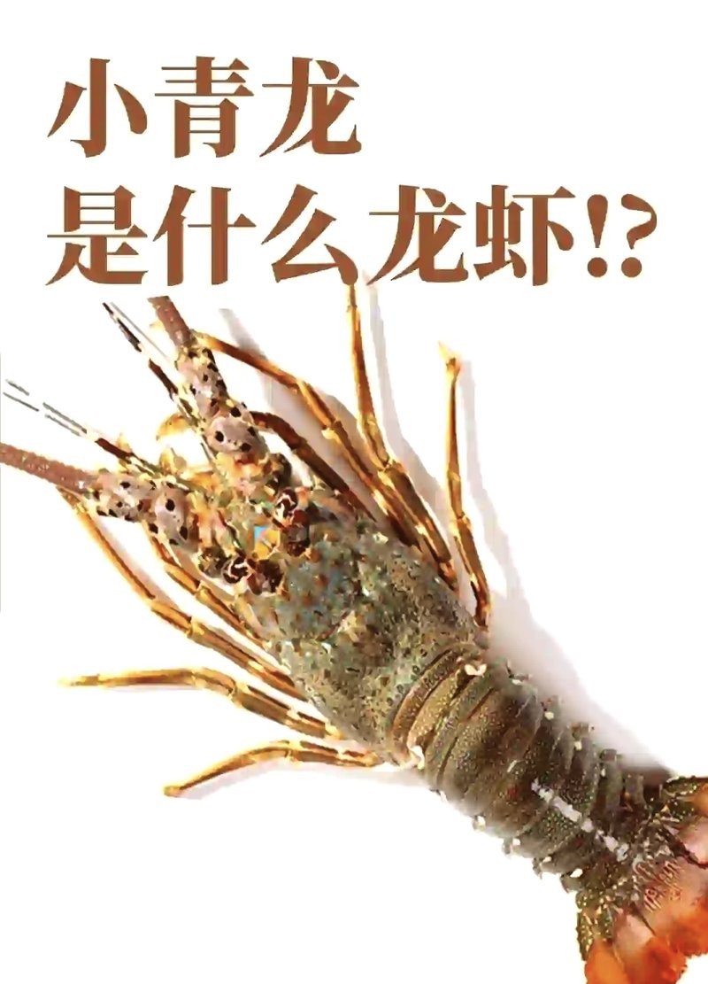 淡水小青龍【《淡水小青龍》——淡水小青龍】