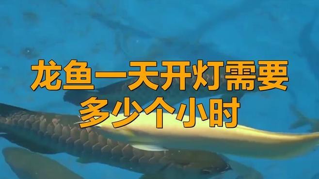 過背金龍魚燈光多久開一次【過背金龍魚一天開燈需要多少個小時燈光原來這么重要】