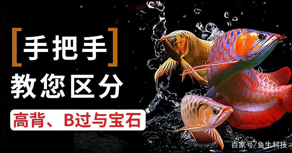 給我一些龍魚品相圖解【養(yǎng)魚小藝，特別篇:盤點(diǎn)不為人所熟知的小眾龍魚】