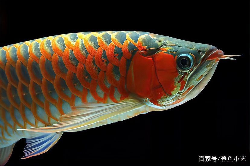 如何預防龍魚松鱗病的發生？【養魚小知識:龍魚立鱗怎么辦養魚小藝】