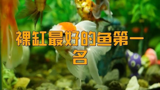 裸缸最好的魚第一名【裸缸最好的魚第一名糖心繪事】