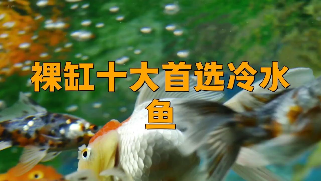 裸缸最好的魚第一名【裸缸最好的魚第一名糖心繪事】