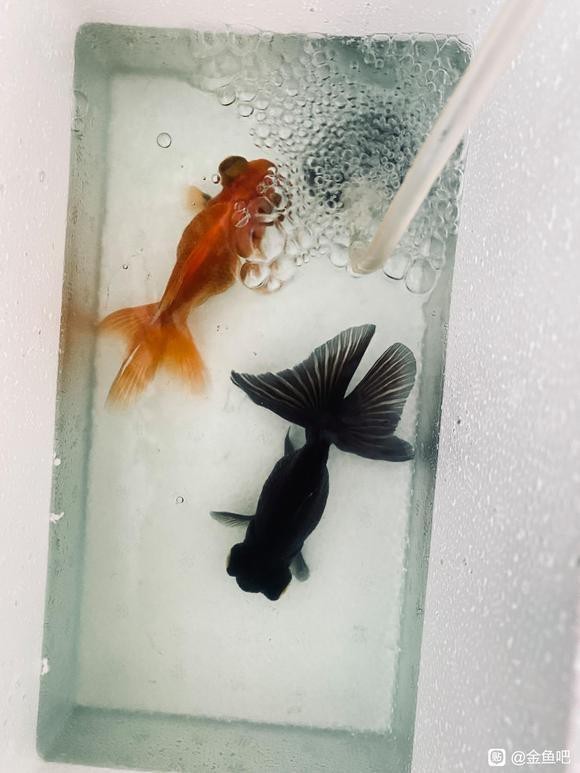如何區分龍睛和蝶尾？【睛和蝶尾是金魚中非常受歡迎的兩個品種，它們在外觀上有明顯區別】