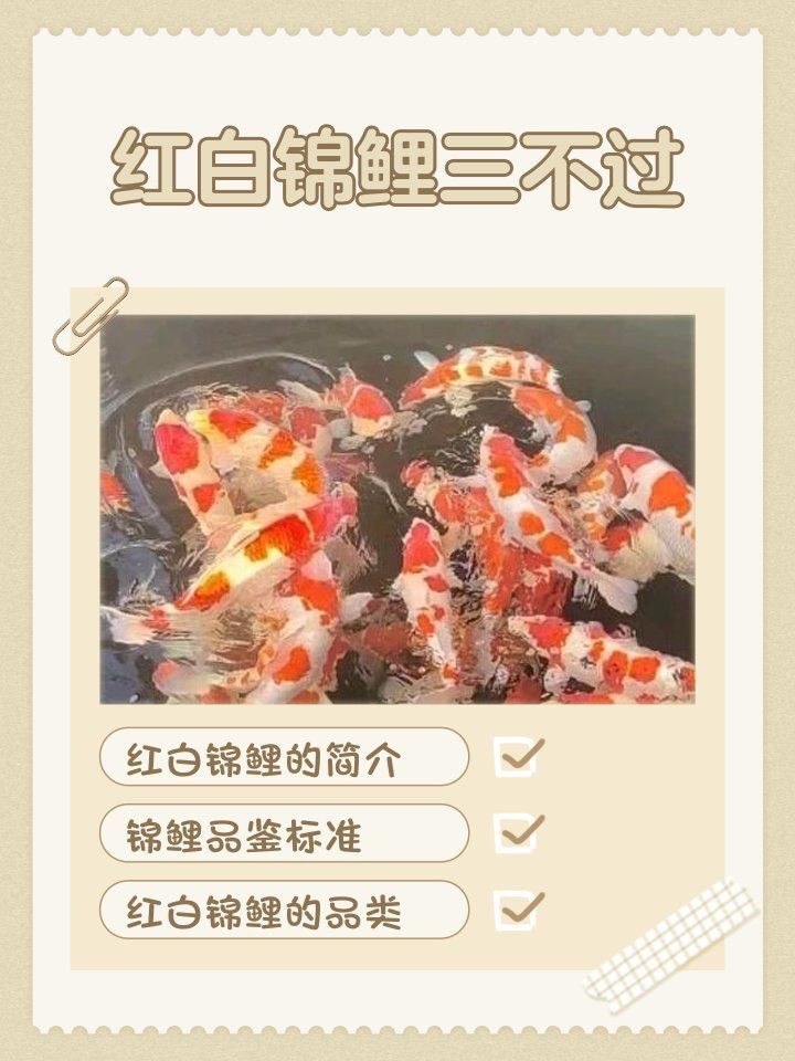 錦鯉三不過是好嗎【錦鯉三不過是好嗎“三不過”品鑒標準及其價值分析】
