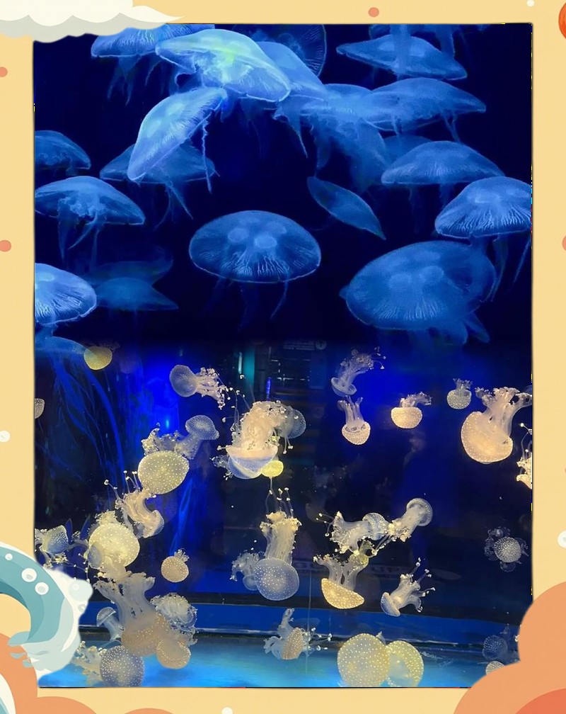 邯鄲水族店【邯鄲水族店：魚兒的夢幻家園與愛好者的樂園】