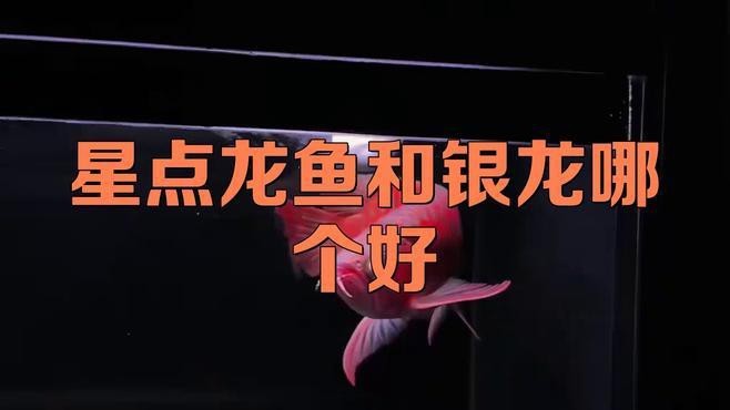 星點龍魚的市場價格如何？【星點龍魚和銀龍哪個好劇研糖糖星點龍魚不值錢思想啟航】 星點龍魚的市場價格如何？【星點龍魚和銀龍哪個好劇研糖糖星點龍魚不值錢思想啟航】 龍魚論壇 第1張