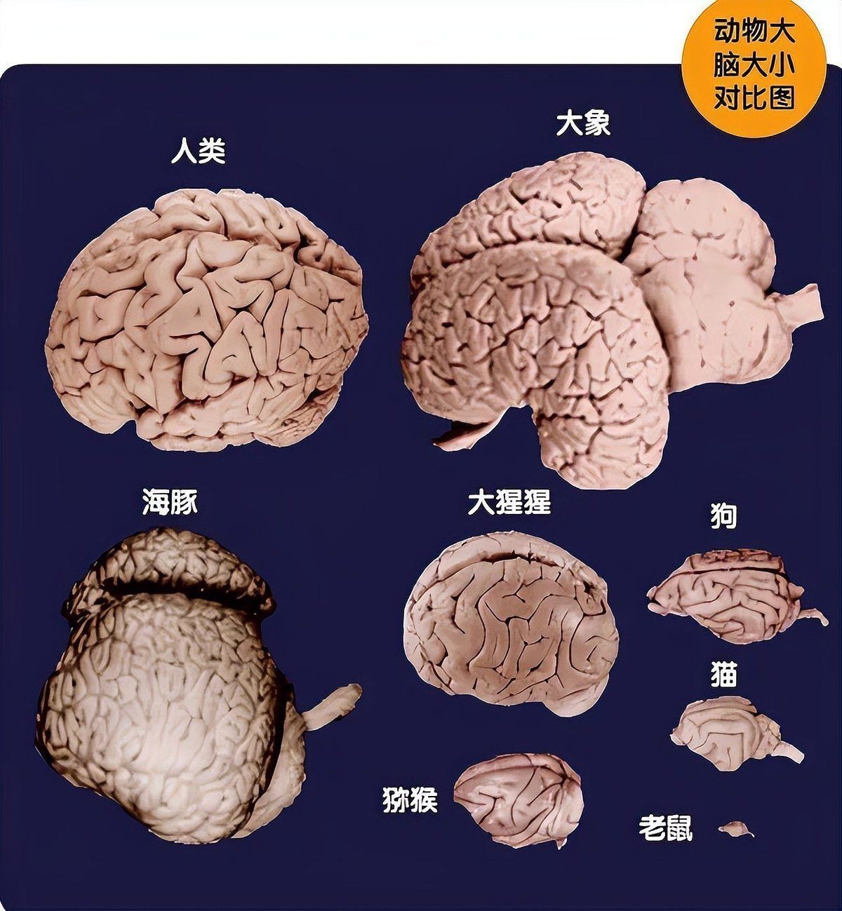 龍魚智商相當于人的幾歲【動物的智商相當于人類幾歲孩子的智商】