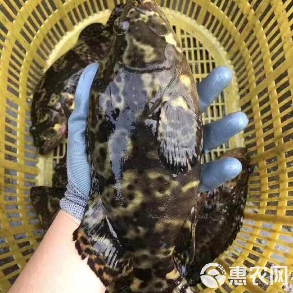 100斤龍躉石斑魚價格表【100斤龍躉石斑魚的價格表】