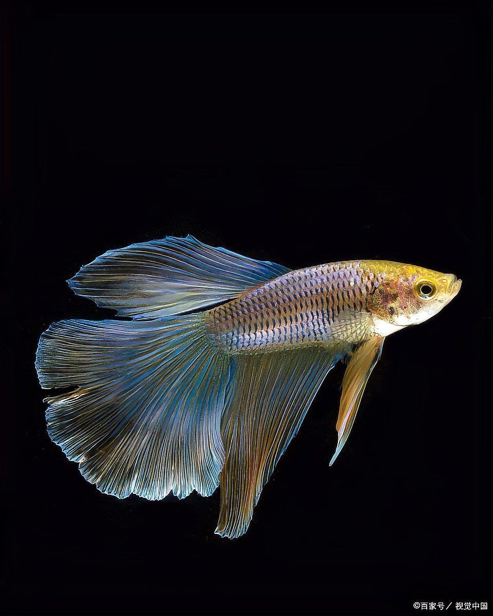 老虎魚懷孕多久會離開【孔雀魚懷孕多久能生小魚兒】