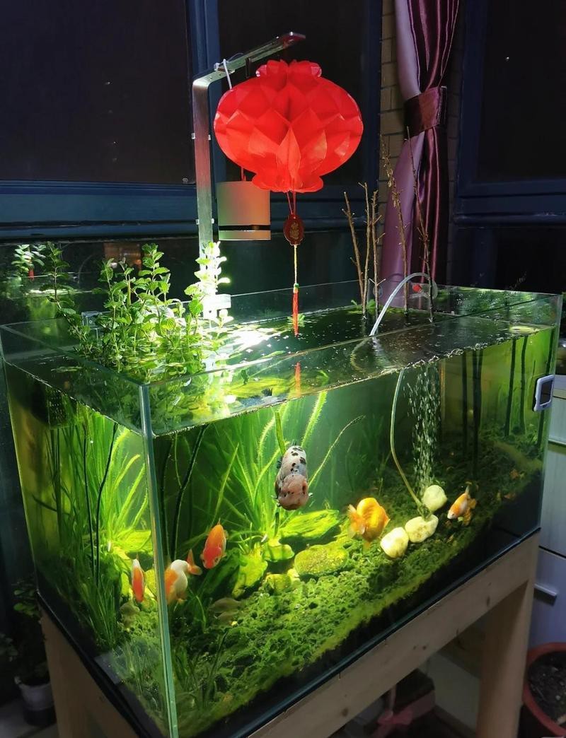 10040魚缸適合魚【10040魚缸適合養什么魚】