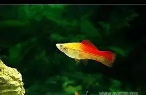 10040魚缸適合魚【10040魚缸適合養什么魚】