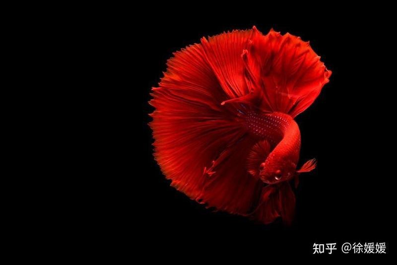 10040魚缸適合魚【10040魚缸適合養什么魚】
