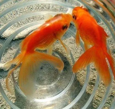 甘南州魚(yú)缸店【甘南州魚(yú)缸店在當(dāng)?shù)貙櫸锛八迨袌?chǎng)中占據(jù)一定的地位】