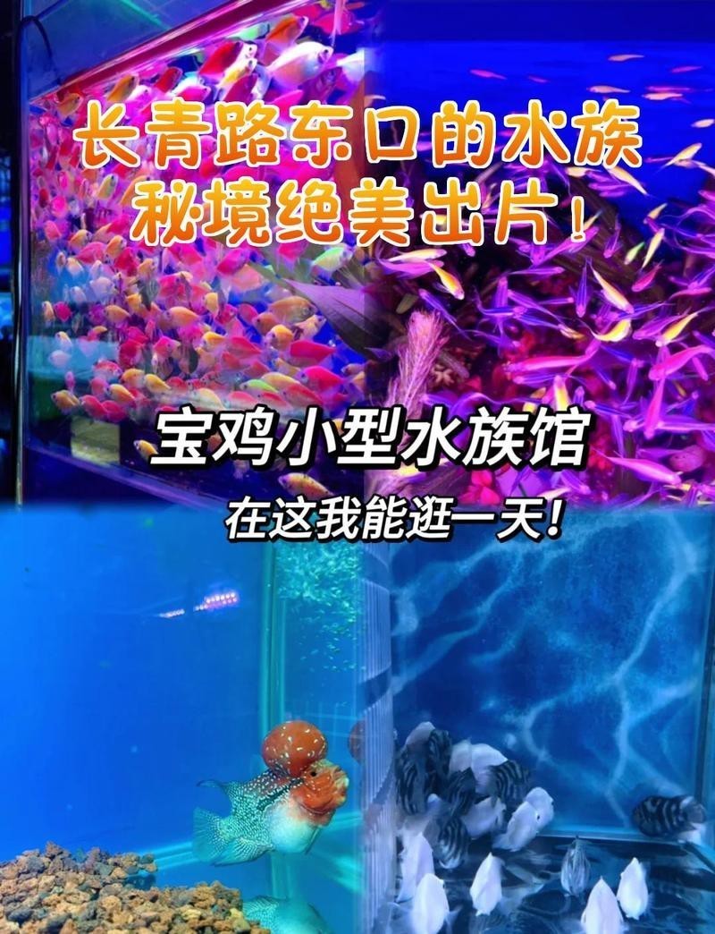 長(zhǎng)清水族店【《長(zhǎng)清水族店：水族世界的奇妙角落》】