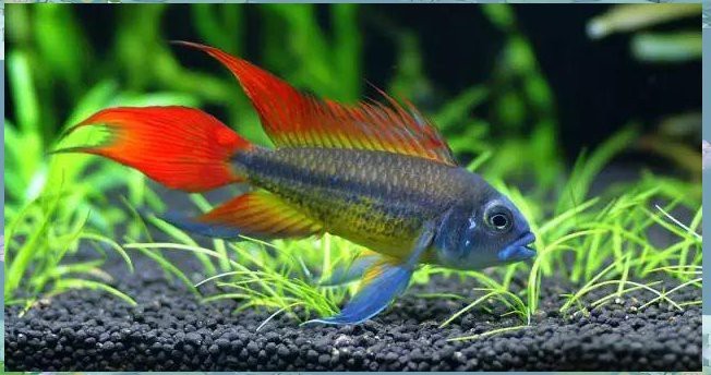 短鯛魚品種大全【《短鯛魚品種大全》】