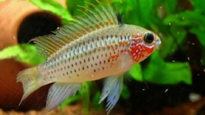 短鯛魚品種大全【《短鯛魚品種大全》】