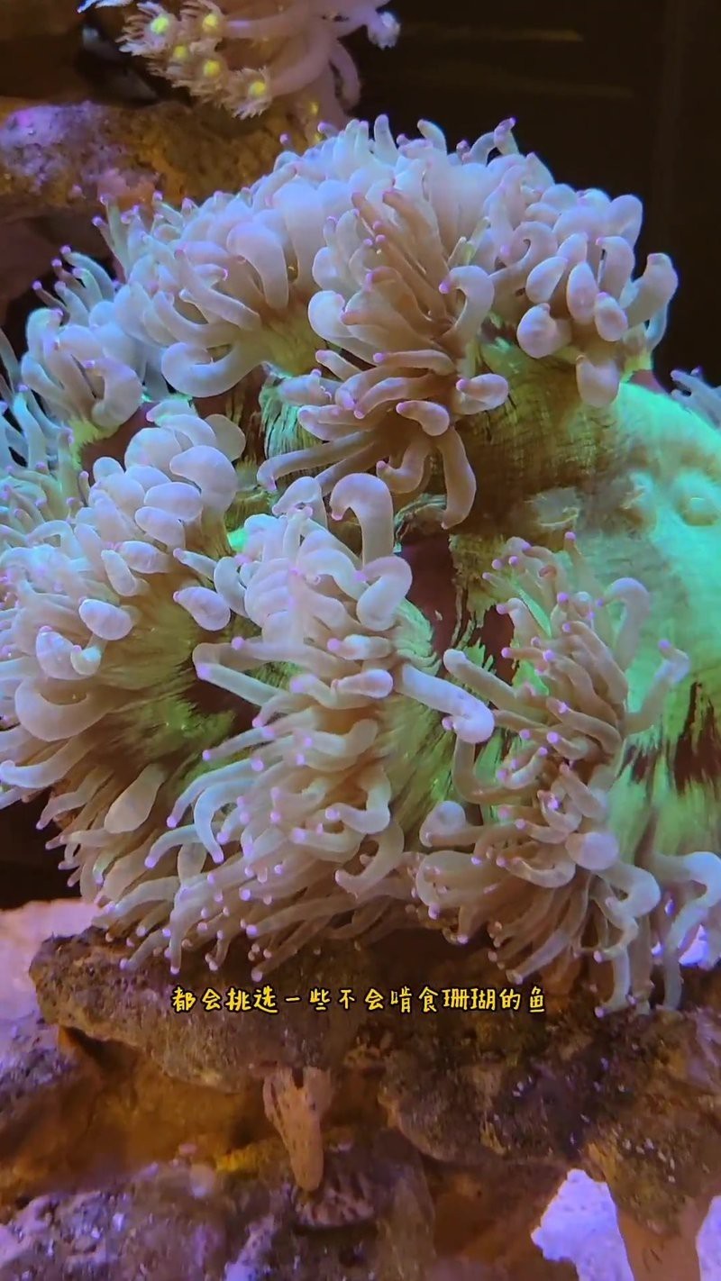 紅龍海水魚吃珊瑚嗎【紅龍海水魚一般不會主動吃珊瑚**】