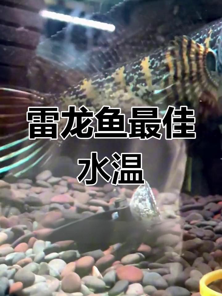 雷龍魚的最佳飼養溫度是多少？【雷龍魚的最佳飼養溫度】