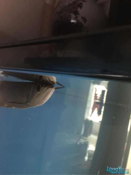 龍魚鰓蓋摔斷圖片大全【龍魚鰓蓋摔斷圖片展示了這一常見但令魚主人揪心的狀況】