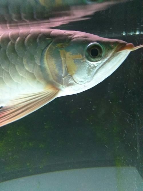 龍魚鰓蓋摔斷圖片大全【龍魚鰓蓋摔斷圖片展示了這一常見但令魚主人揪心的狀況】