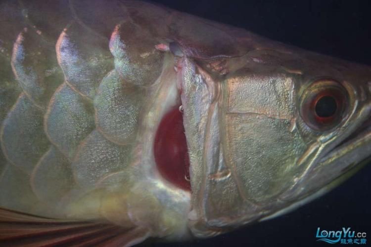 龍魚鰓蓋摔斷圖片大全【龍魚鰓蓋摔斷圖片展示了這一常見但令魚主人揪心的狀況】