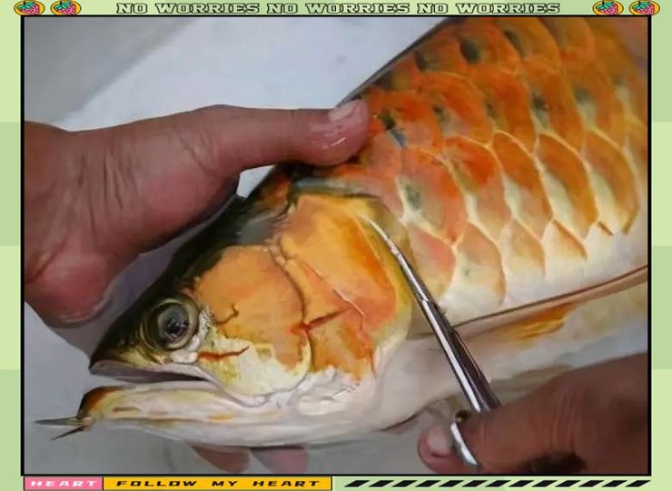龍魚鰓蓋摔斷圖片大全【龍魚鰓蓋摔斷圖片展示了這一常見但令魚主人揪心的狀況】