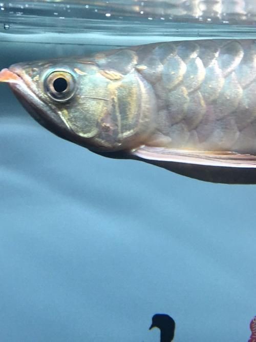 龍魚鰓蓋摔斷圖片大全【龍魚鰓蓋摔斷圖片展示了這一常見但令魚主人揪心的狀況】