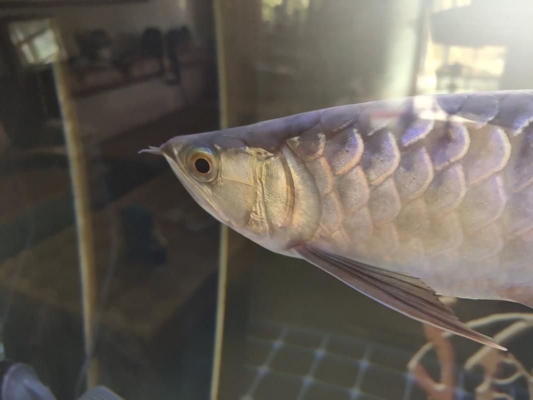 龍魚鰓蓋摔斷圖片大全【龍魚鰓蓋摔斷圖片展示了這一常見但令魚主人揪心的狀況】
