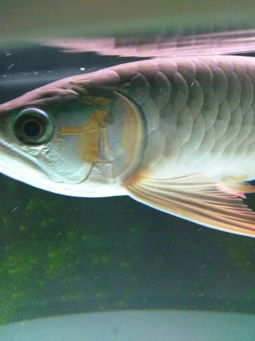 龍魚鰓蓋摔斷圖片大全【龍魚鰓蓋摔斷圖片展示了這一常見但令魚主人揪心的狀況】