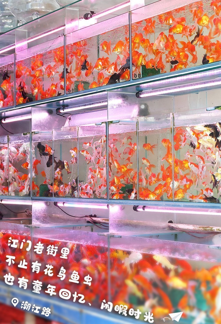 蓬江水族店【江門市蓬江區堤東海象水族館怎么樣】