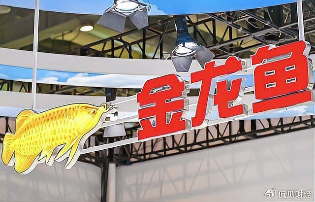 金禾金龍魚是雜牌魚嗎【金禾金龍魚養殖難度大嗎金禾金龍魚養殖難度大嗎】