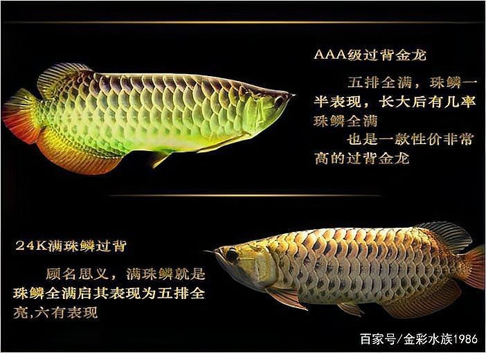 過背金龍珠鱗變異會遺傳嗎？【過背金龍珠鱗變異存在遺傳的可能性，但并非絕對】
